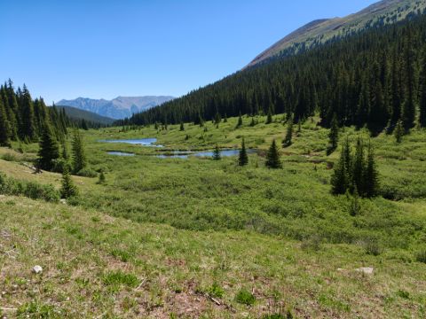 Rozkvetlými loukami přes Searle Pass