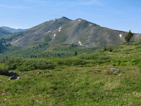 Královská hřebenovka