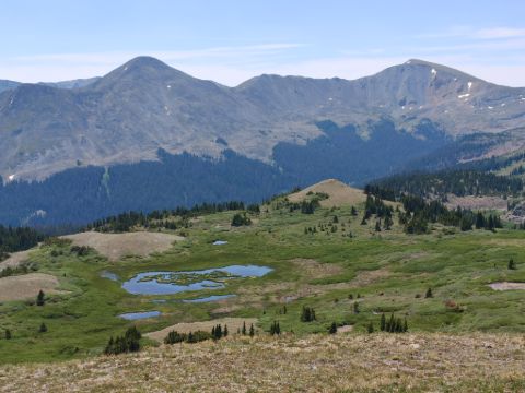 Královská hřebenovka