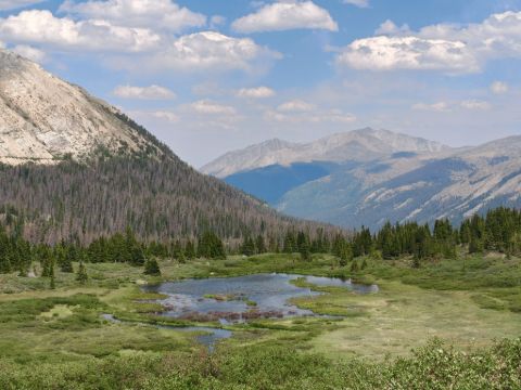 Královská hřebenovka