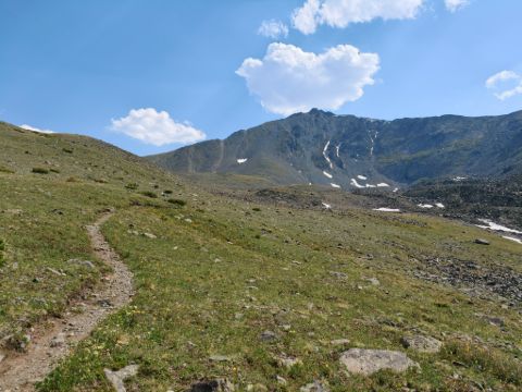 Královská hřebenovka