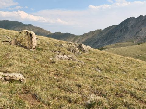 Královská hřebenovka