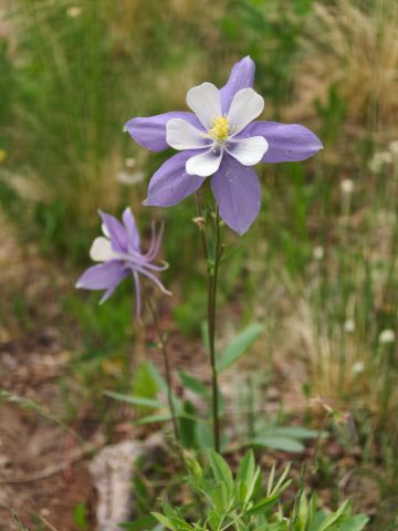 Pohodová cesta ke Kenosha pass